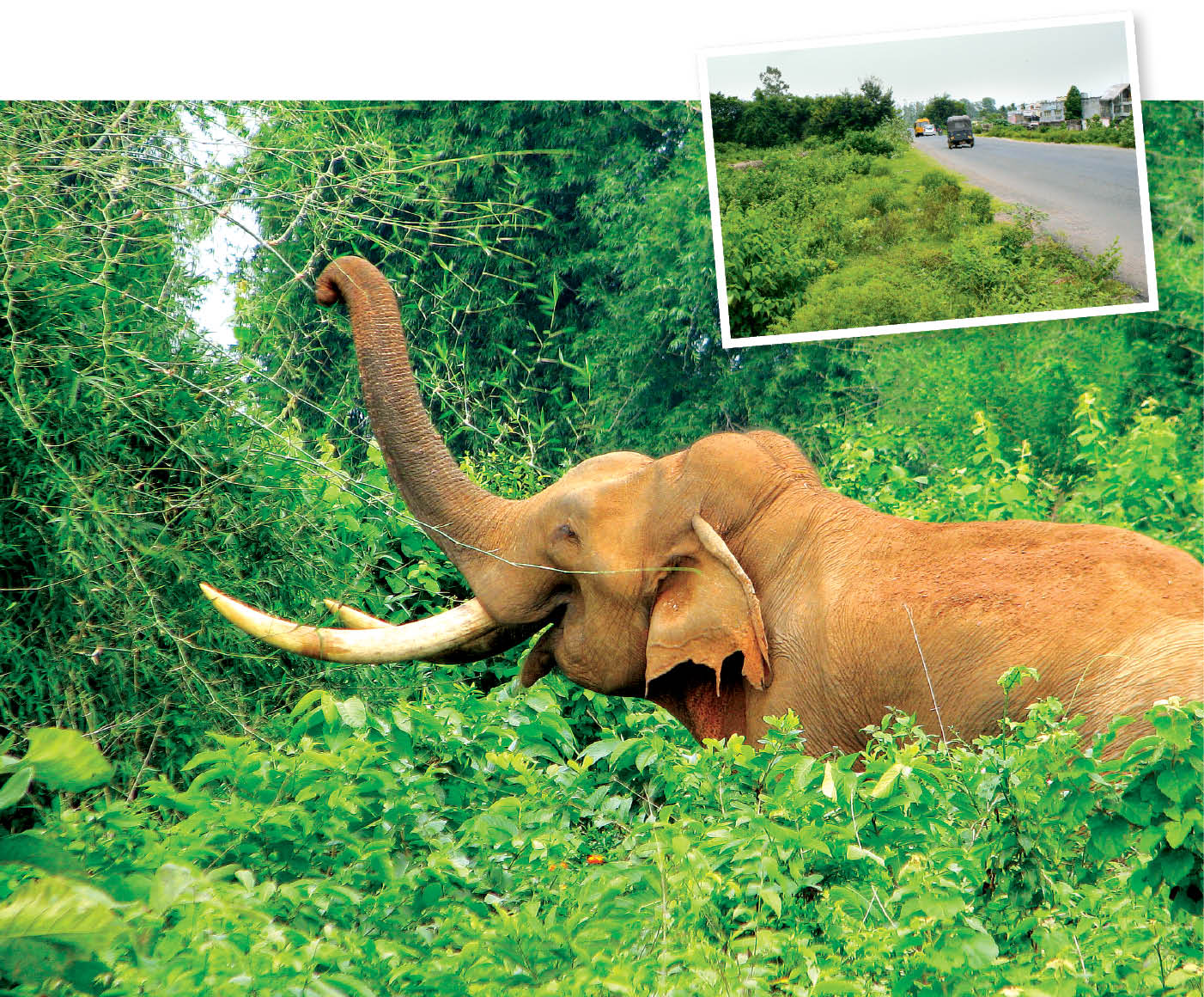 Corridors of Concrete and elephants of Chandaka